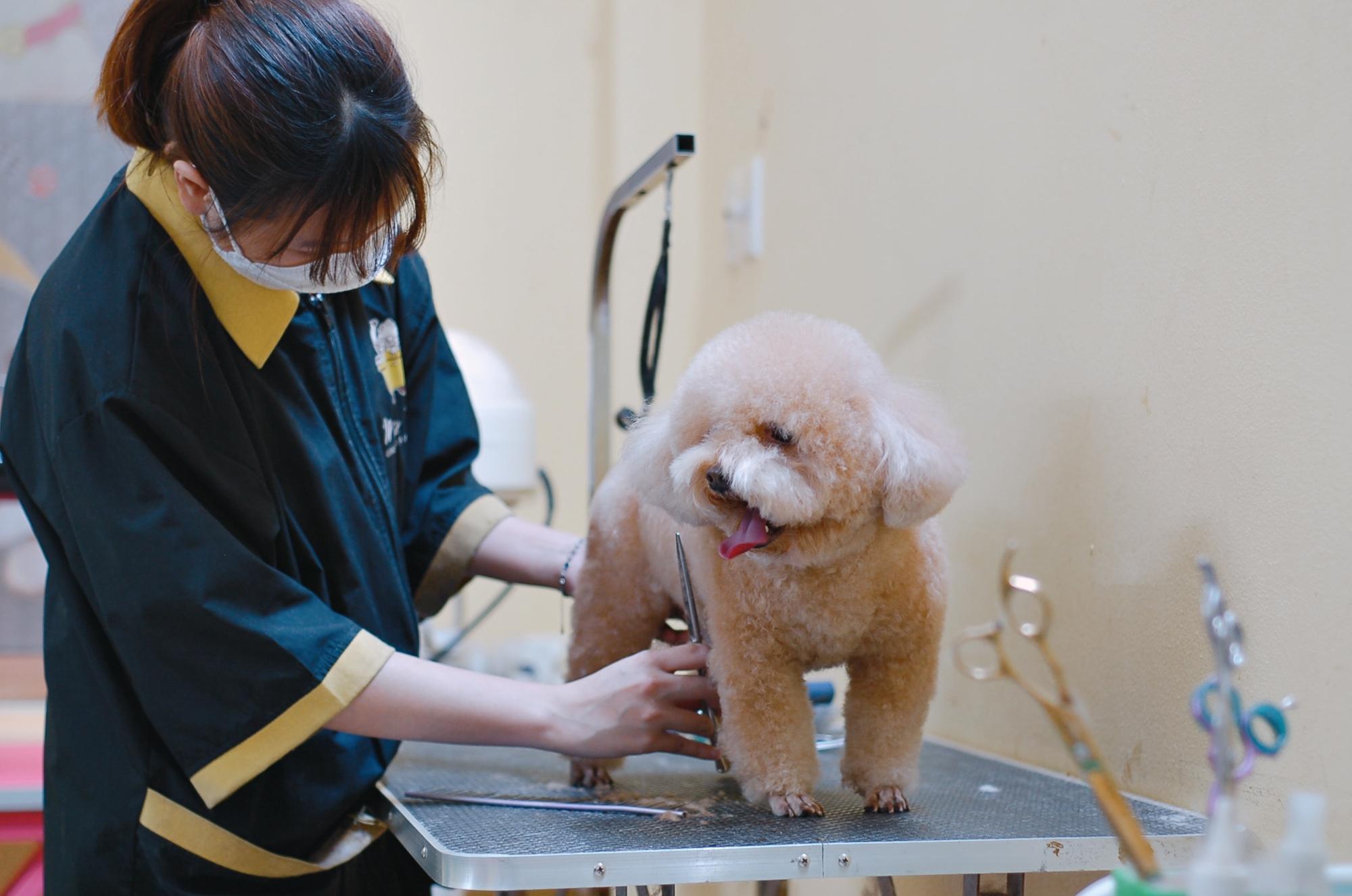 Top 6 Stunning Pet Spas with Dedicated Care in Da Nang